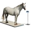 DRE Equine Veterinary Digital Floor Scale -Andisies Zone veterinary scales dre equine veterinary digital floor scale 1