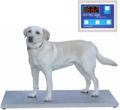 Digital Walk-On Weigh Scale