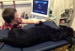 DRE Tabletop Veterinary Ultrasound Exam Table -Andisies Zone veterinary tables dre tabletop veterinary ultrasound exam table 4